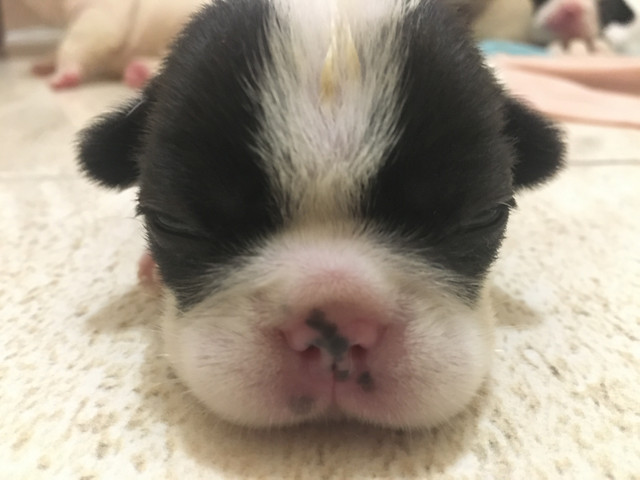 Bulldog francês