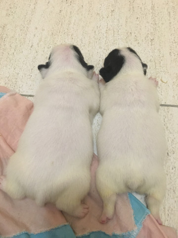 Bulldog francês - Foto 2