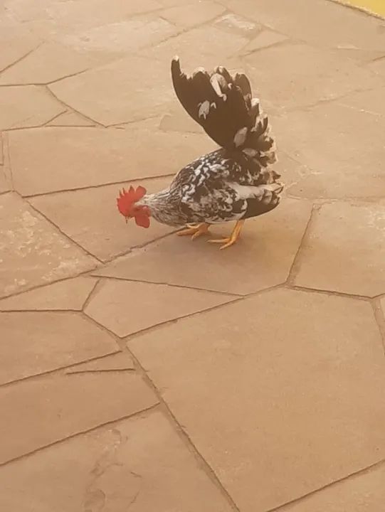 Garnizé macho - Foto 2