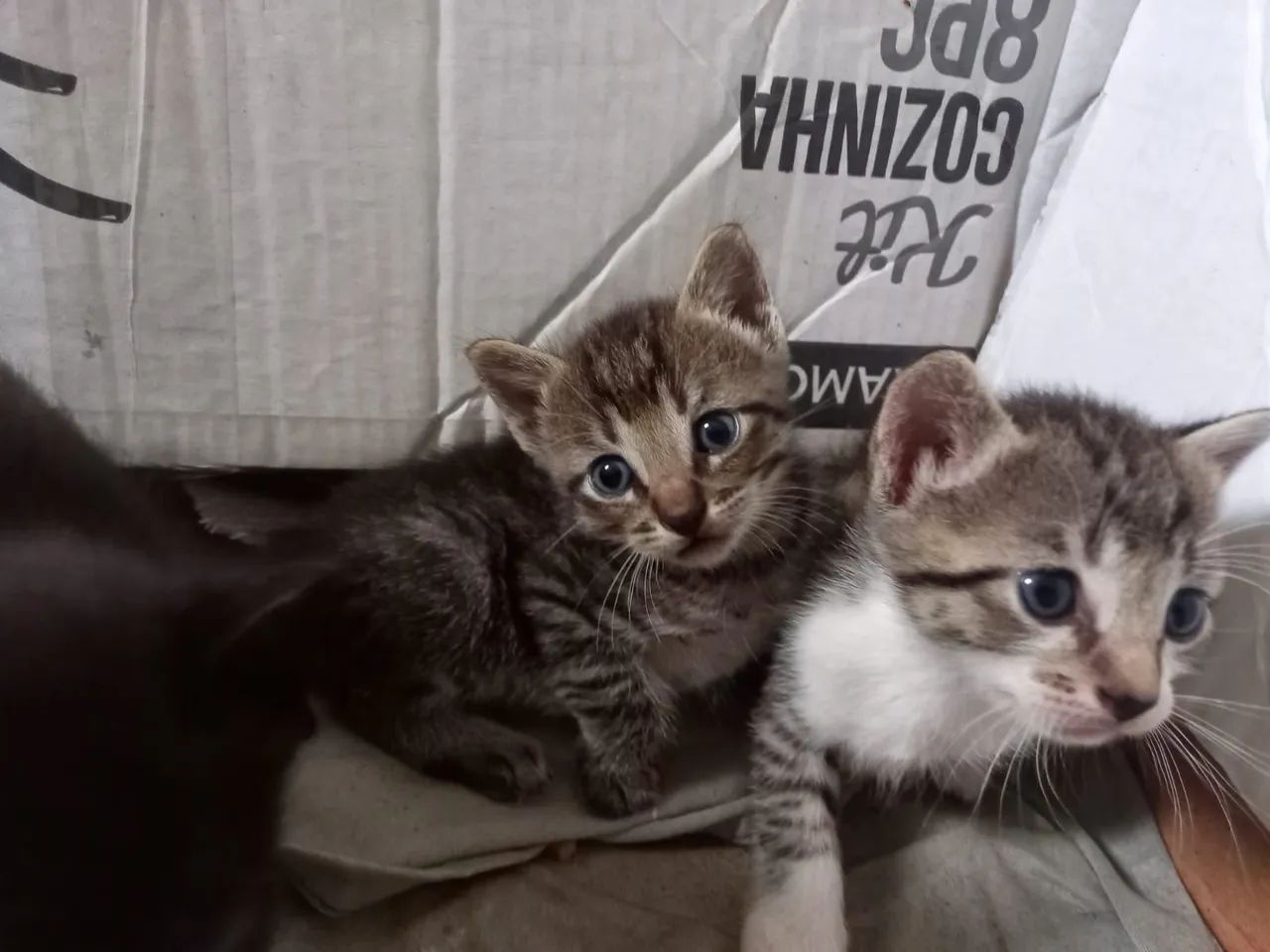 Gatinhos para adoção 