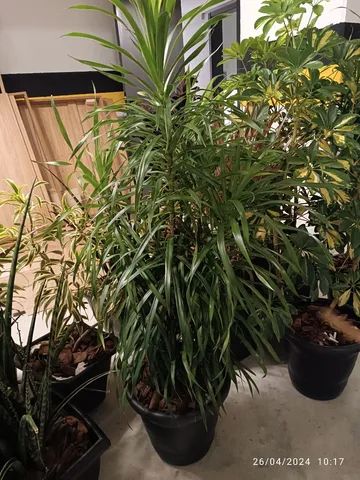 Dracena Fita  - Foto 3