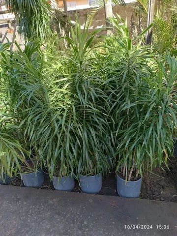 Dracena Fita 