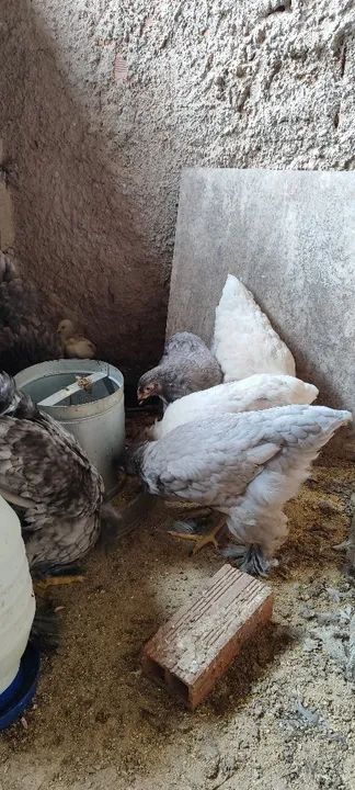 Galinhas Brahma azul - R$ 150 - Foto 5