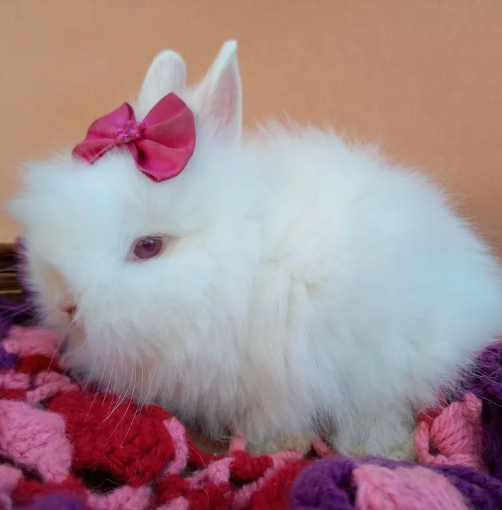 Coelho Anão Teddy Dwerg 