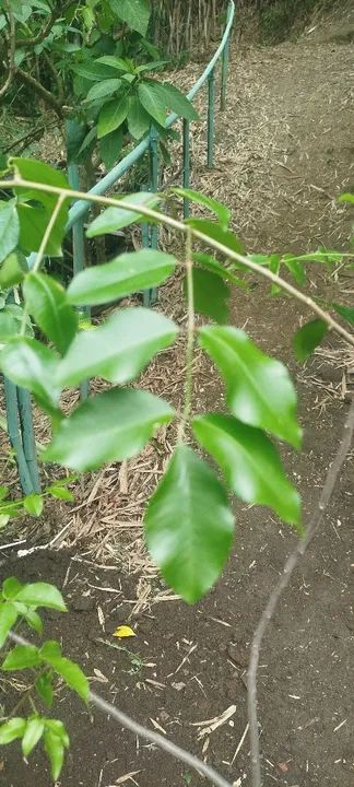 Mudas de Umbú  - Foto 4