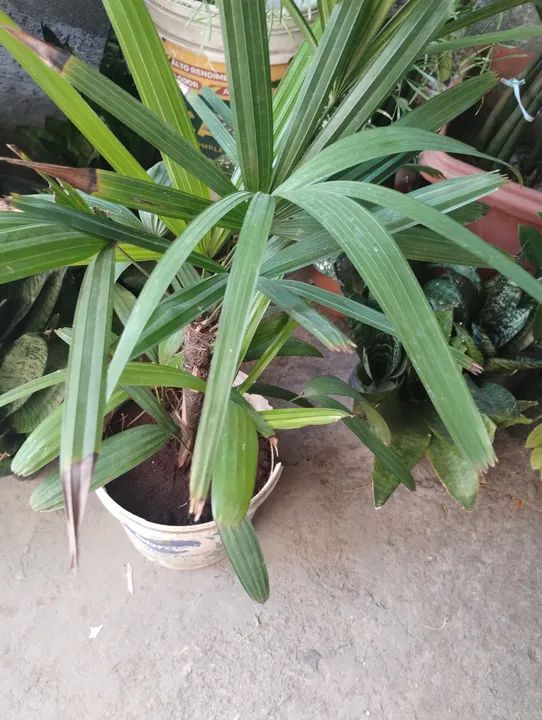 3 Mudas de Planta Zamioculcas - Foto 5