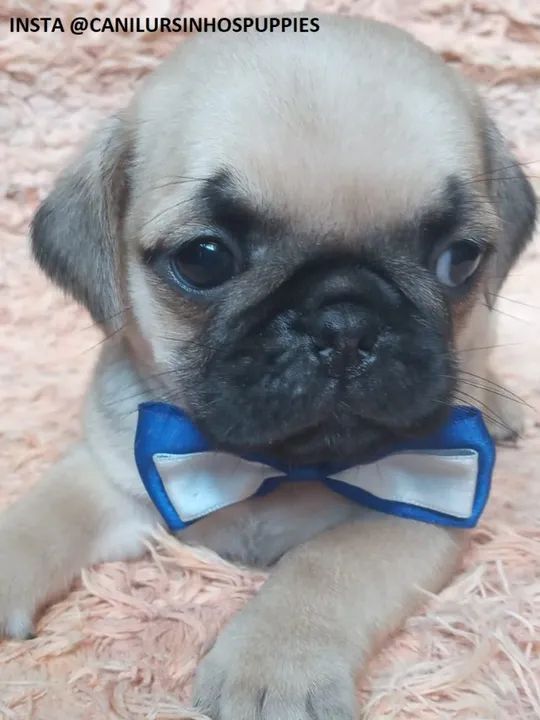 Pug filhotes disponíveis entrega mediata abrico e black  - Foto 6