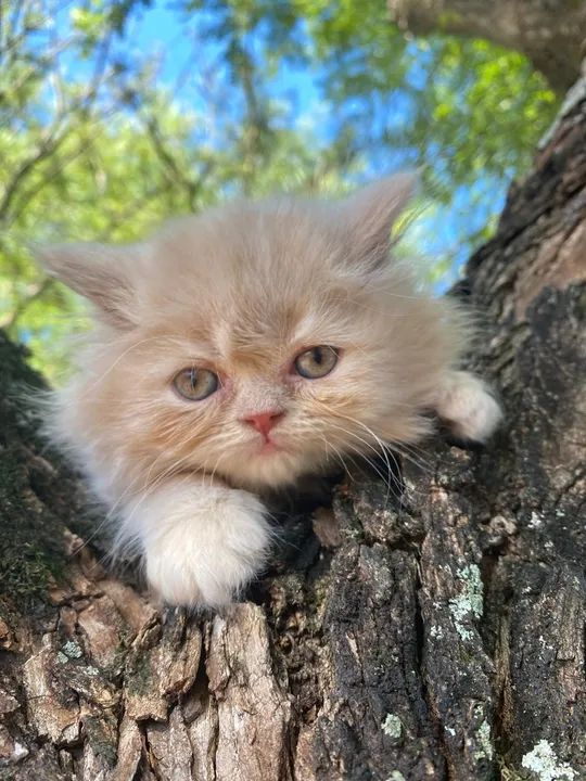 Gatinho persa disponível  - Foto 4