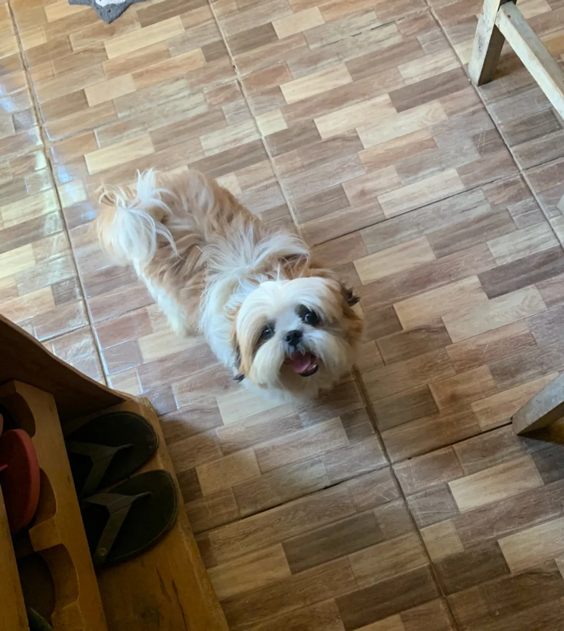 Shih Tzu procurando uma namorada 