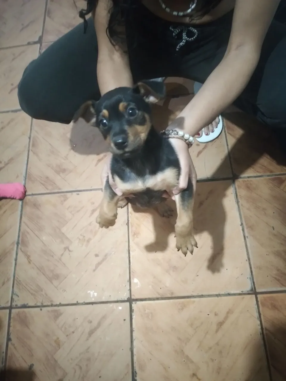 Filhote Pinscher 2 fêmea