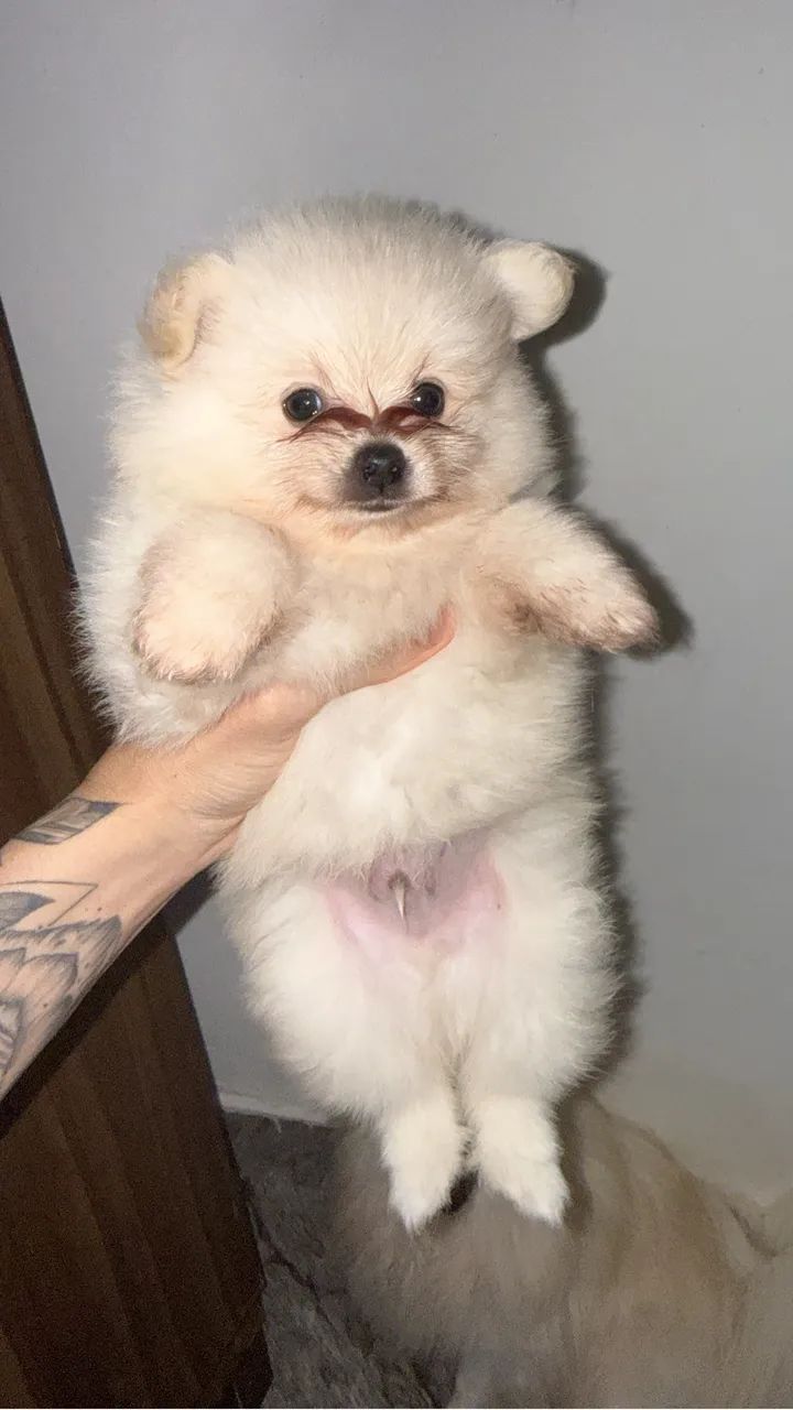 Sptiz alemao macho disponível 