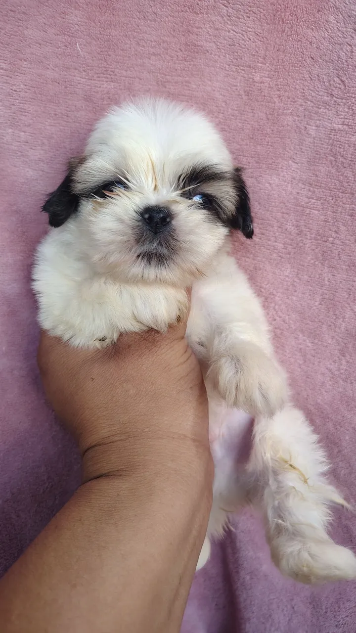 Filhote Shih Tzu Macho - Mine zero nariz cabe na palma da mão 350