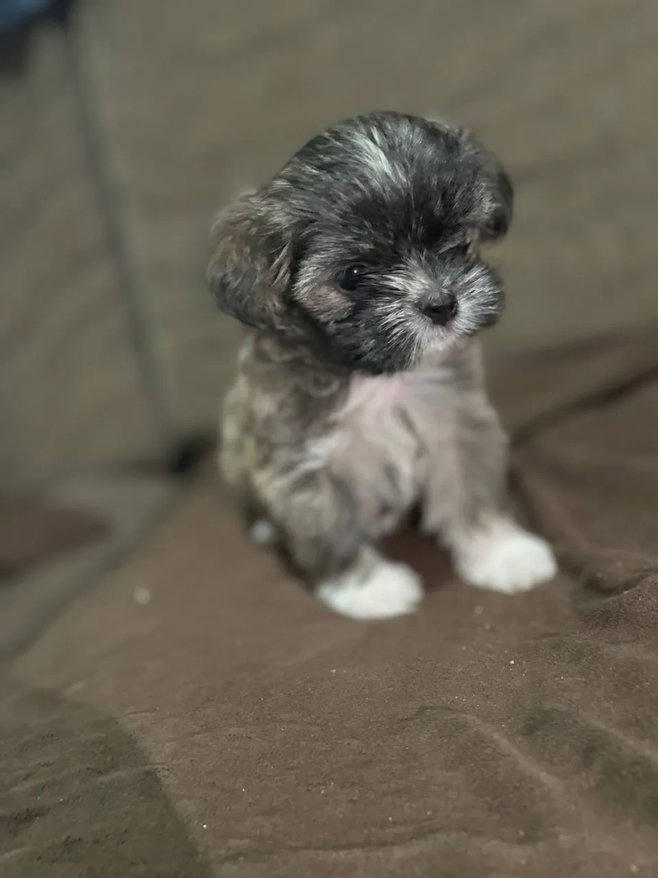 Filhote Shih Tzu fêmea- Pelagem Exclusiva!