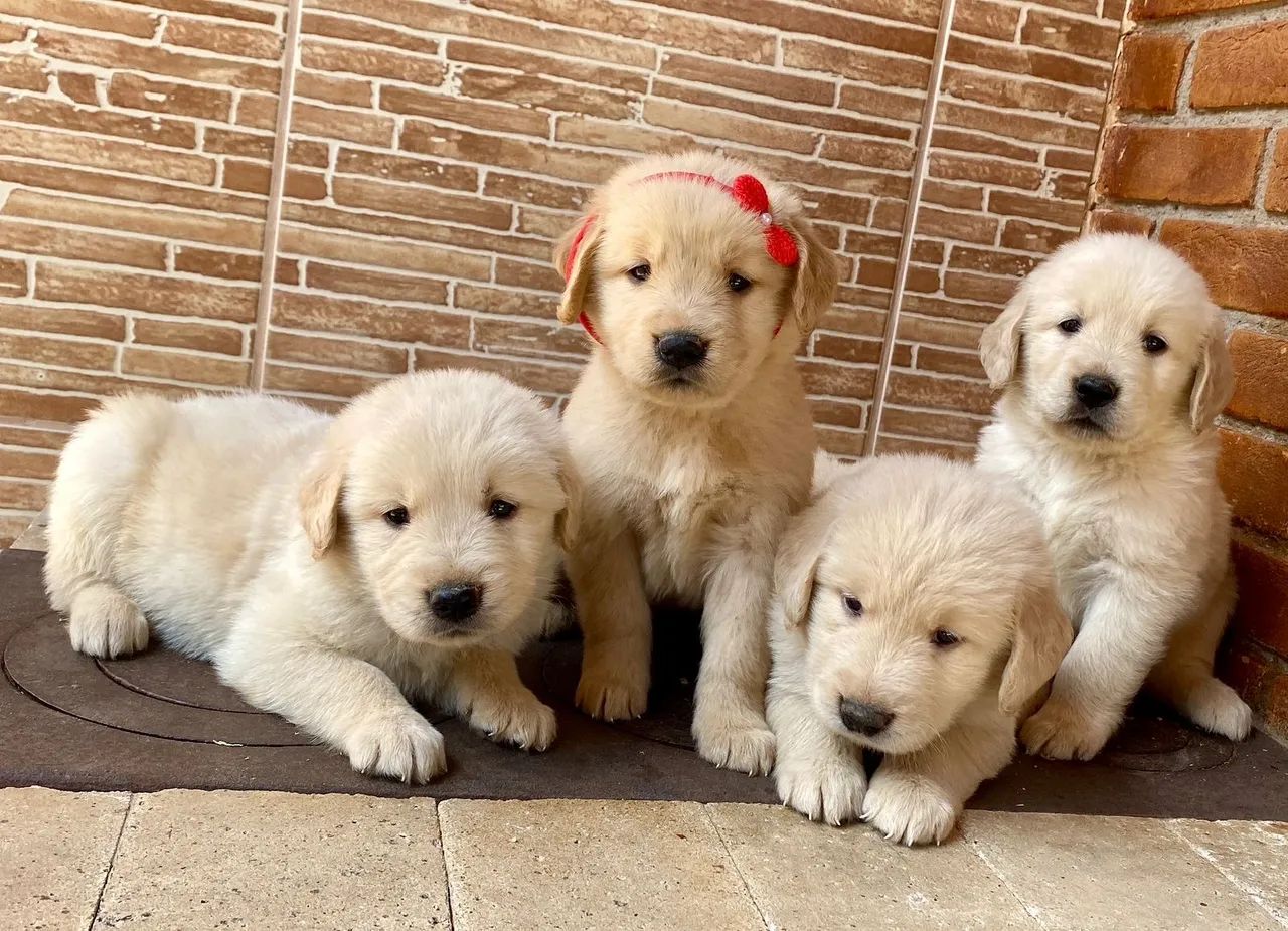 Golden Retriever ( Filhotes Entrega Hoje ) 