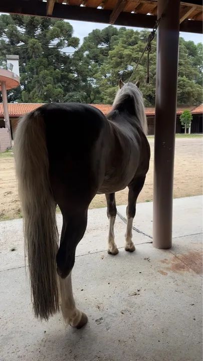 Cavalo crioulo Cuiudo confirmado  - Foto 2
