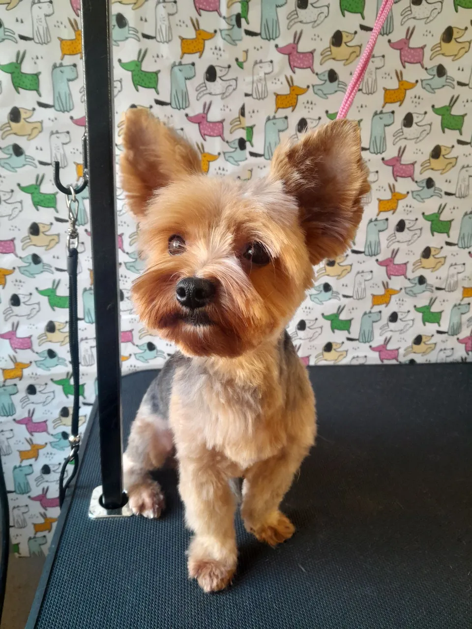 Yorkshire Terrier Fofo e Bem Cuidado
