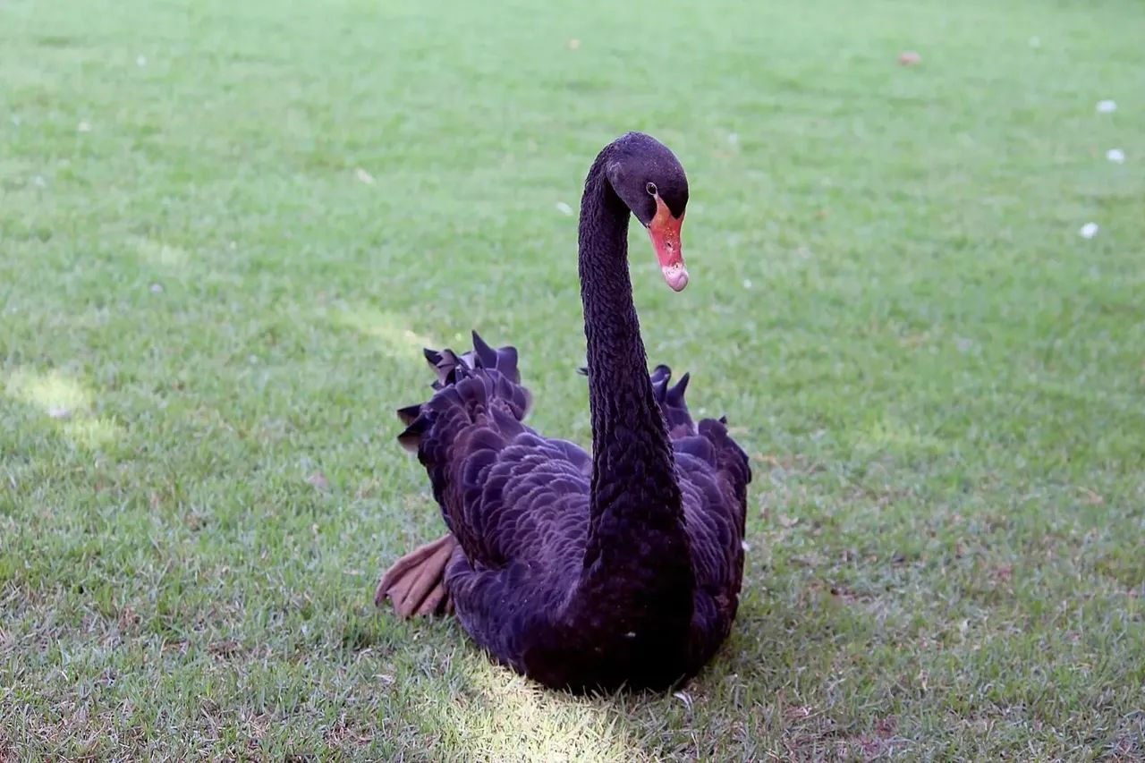 Área à venda no bairro Centro - Bela Vista de Goiás/GO - Foto 7