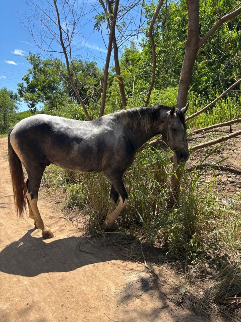 Potro Mangalarga Marchador - Foto 2