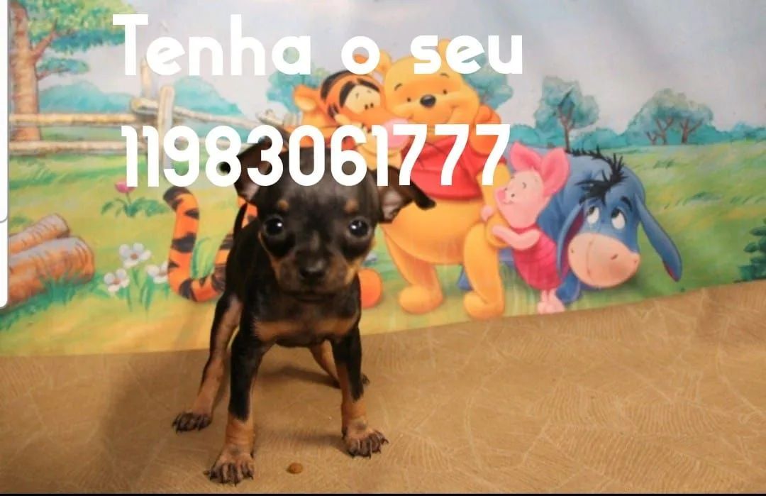 Mini coelho anao lion teddy, alegra sua família, mini pincher - Foto 6