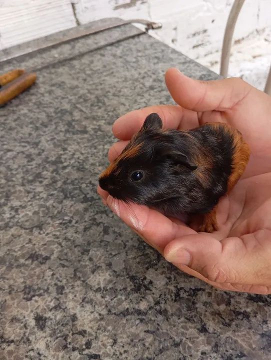 Vendo filhotes de porquinho da índia  - Foto 6