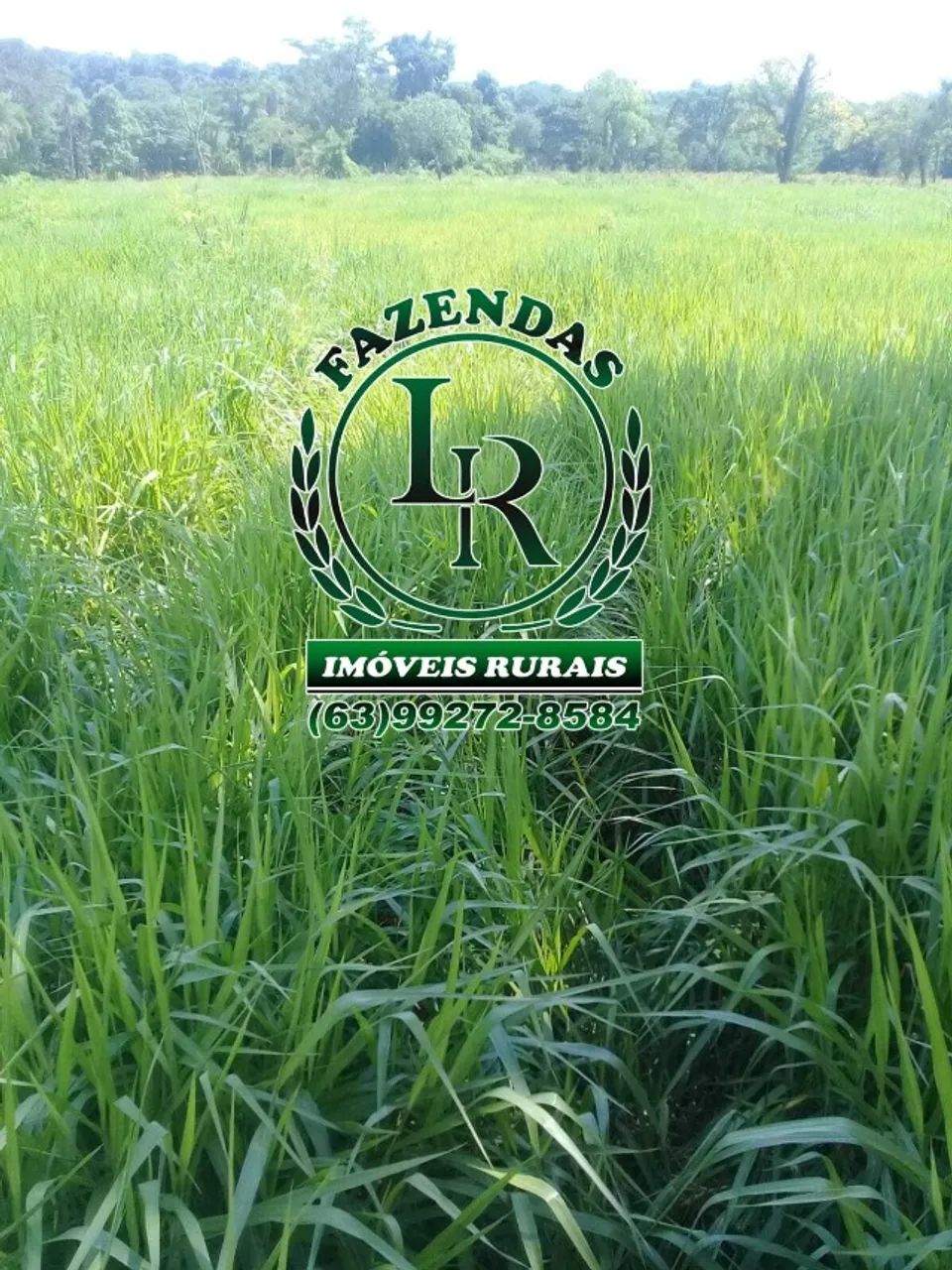 Fazenda 50 Alqueires Plana Próximo de Palmas - Foto 2
