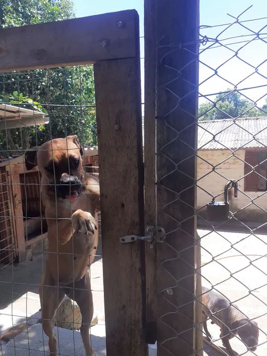 Filhotona de boxer com 1ano e 2 meses - Foto 4