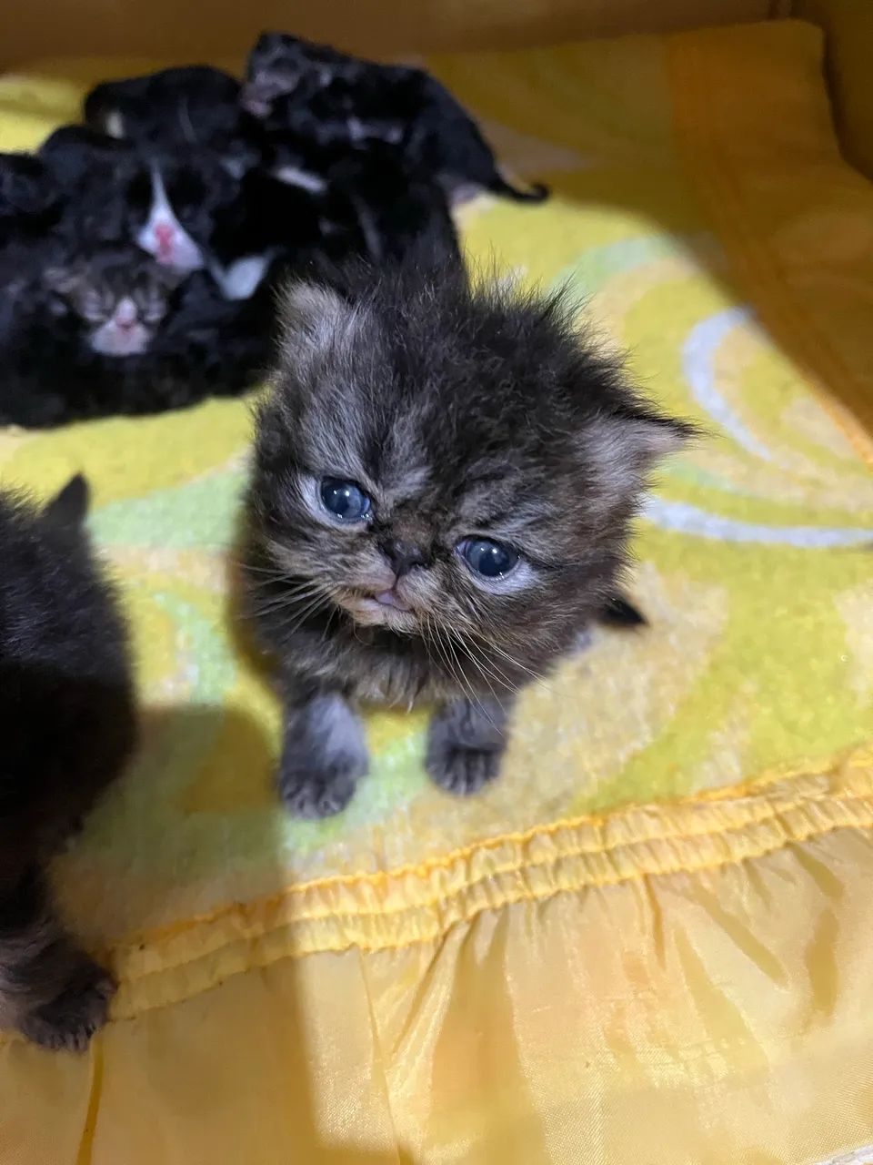 Persa Macho  - Foto 2