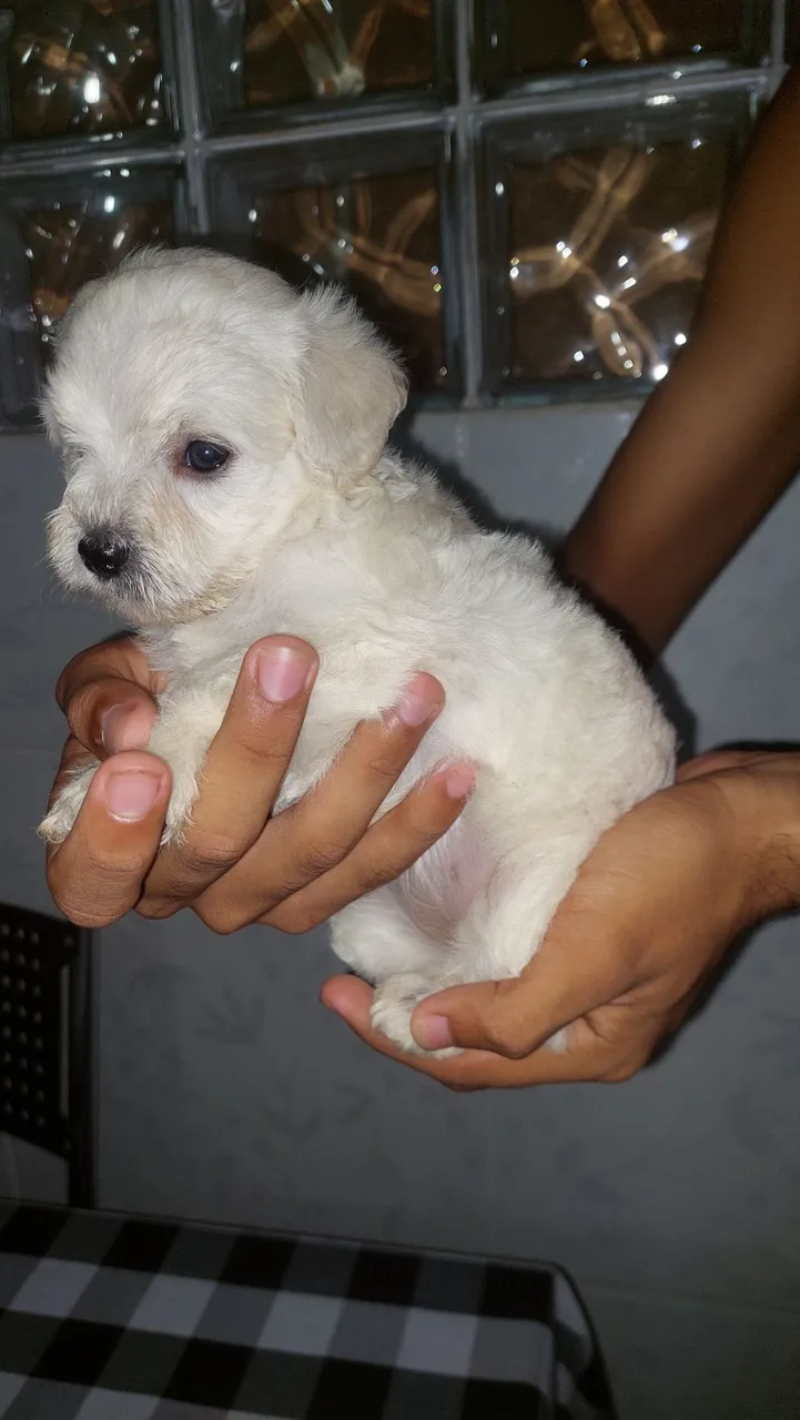 Filhote de Poodle Toy