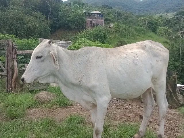 Vendo.novilhas - Foto 5