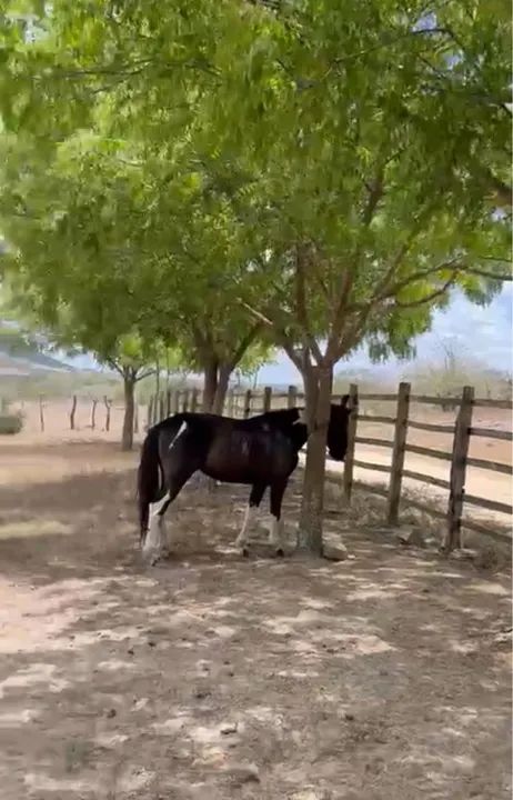 Cavalo Mangalarga  - Foto 4