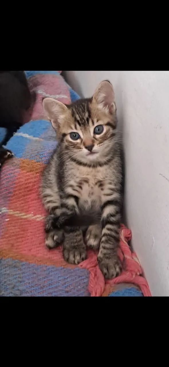 Doação de gato - Foto 2