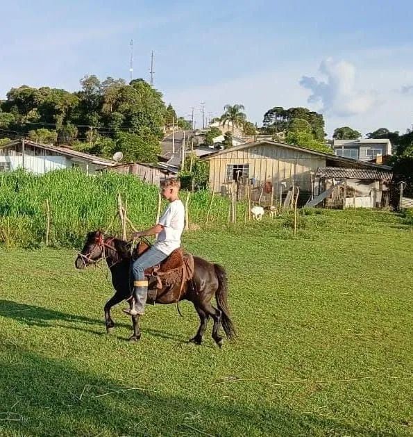 Pônei muito manso e vai até no serviso no laço tbm - Foto 3