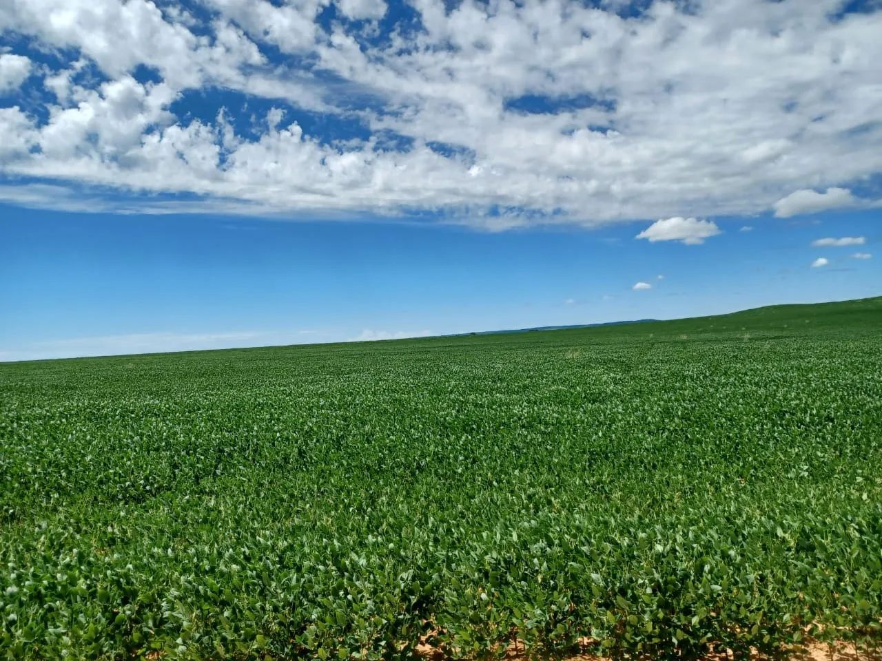 Fazenda 2208 Hectares, 1100 Hectares Plantando, 400 Hectares em Pasto, Barracão, 3 Casas, - Foto 5