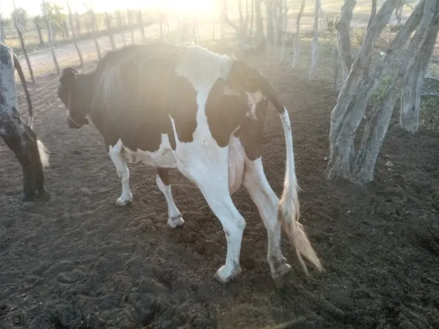 vacas leiteiras