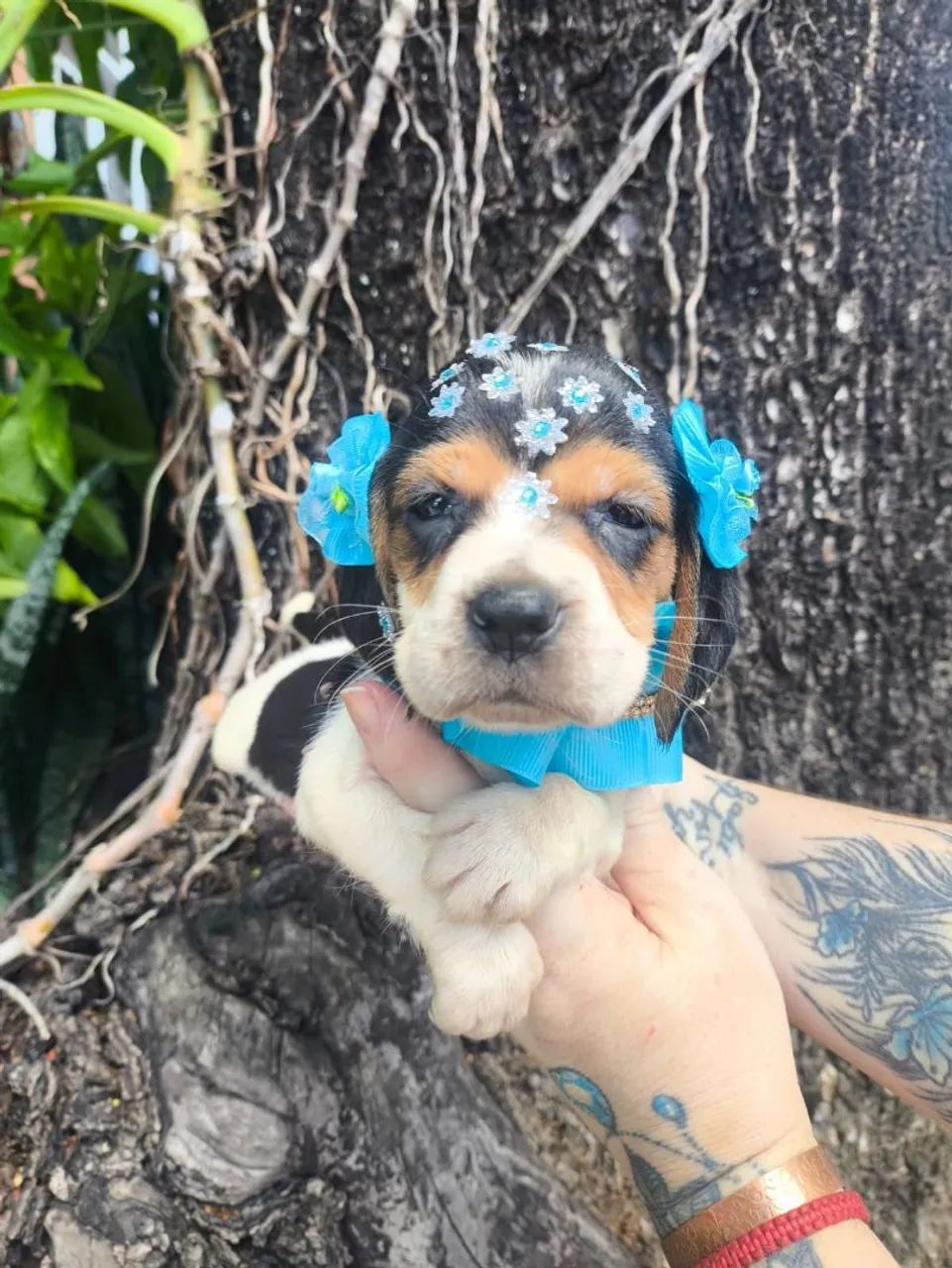 Beagle tricolor - Foto 2