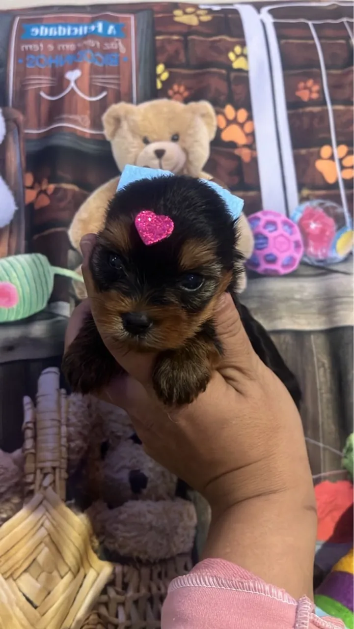 Filhote de Yorkshire Terrier à Venda