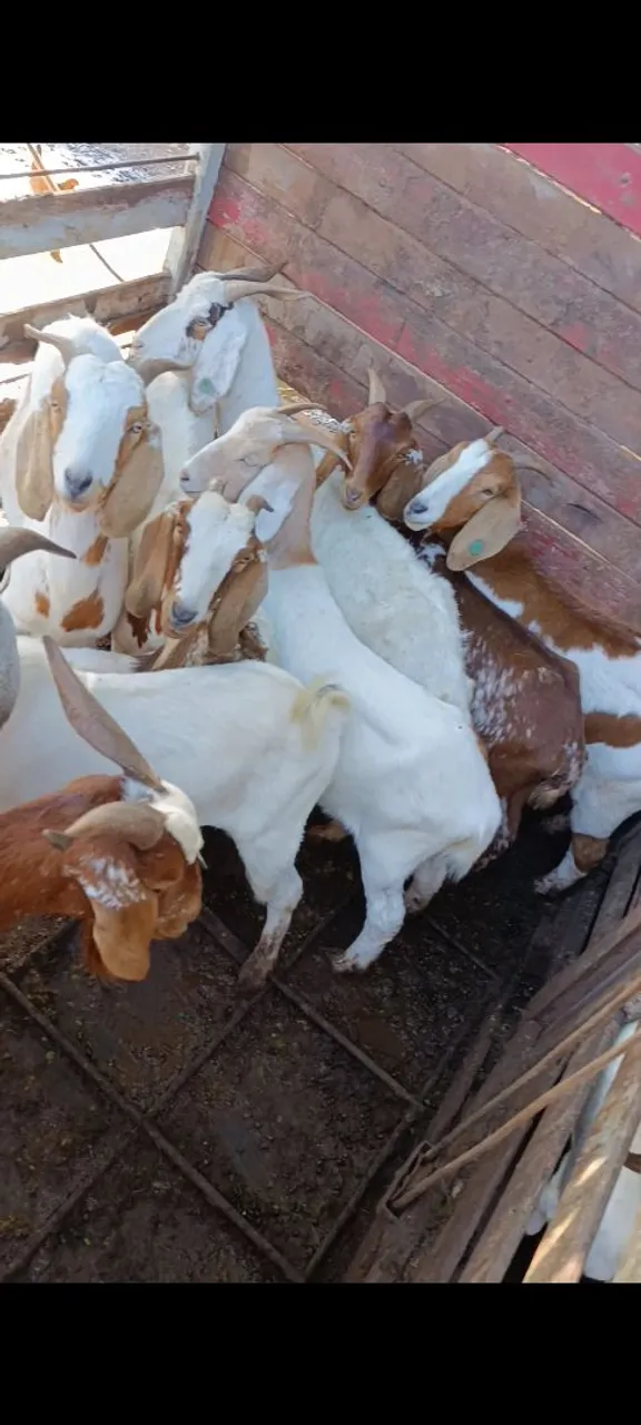 Cabras bôer pura de excelente genética