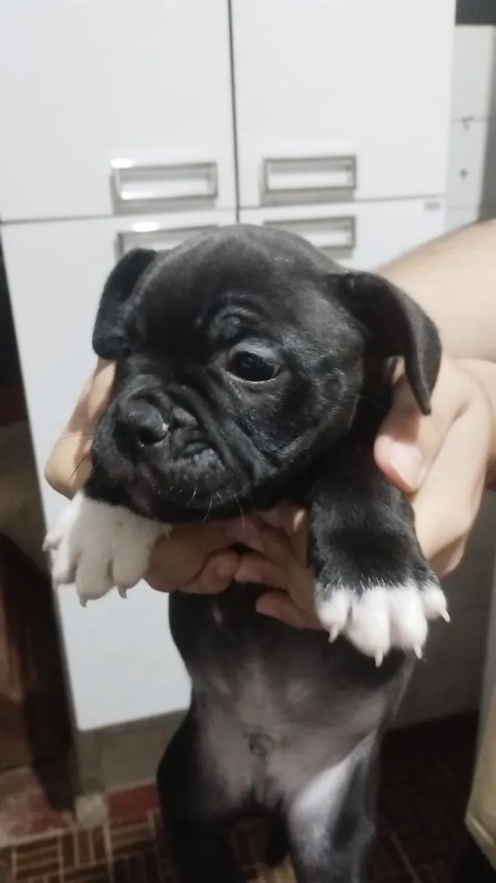 Filhote de Bulldog Francês com América bully