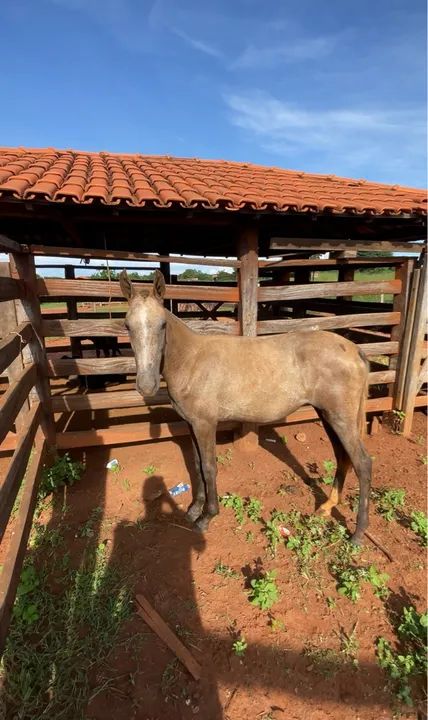 Potra Mangalarga Marchador Raça Pura - Foto 2