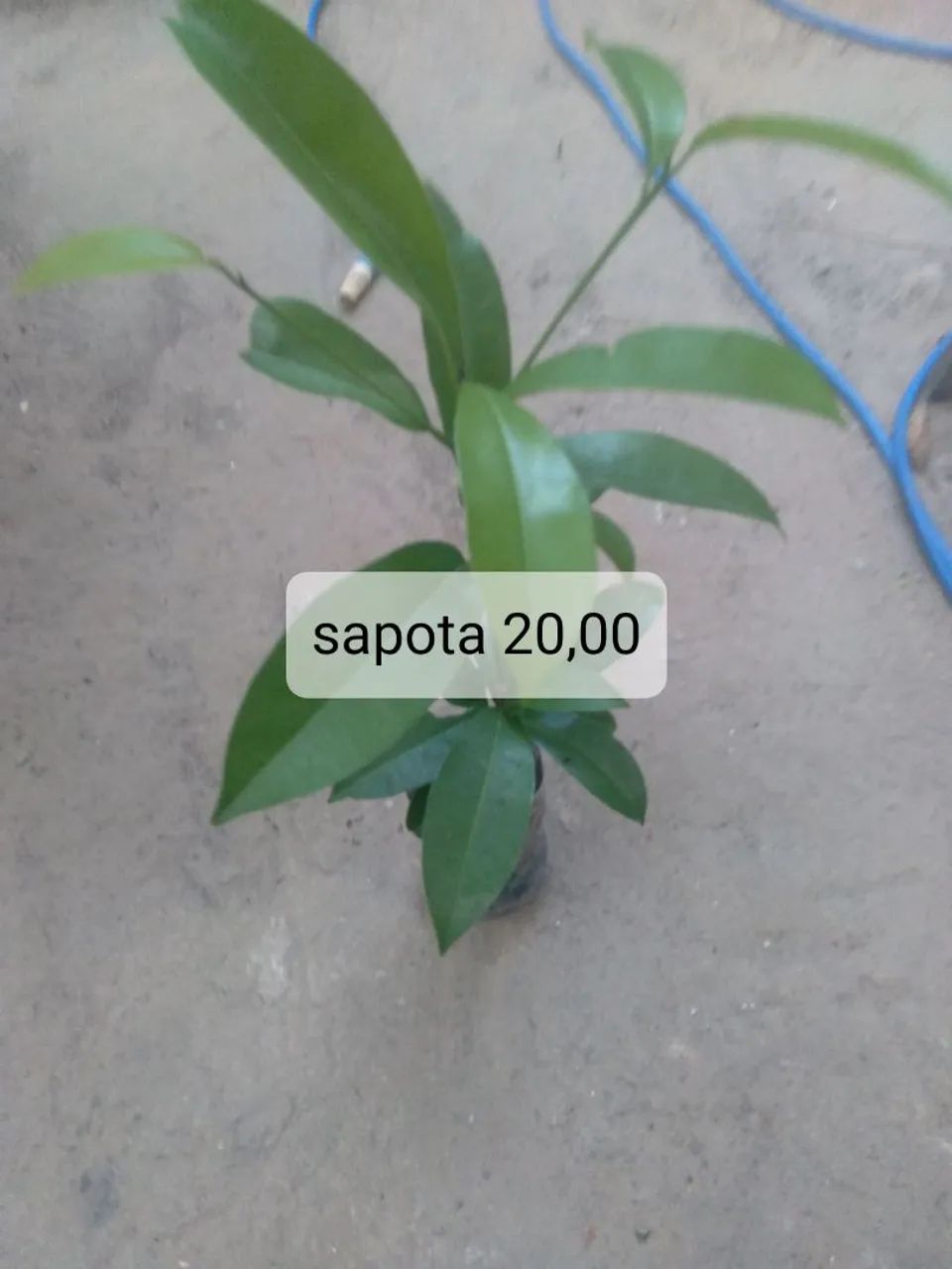 Muda frutíferas 4 - Foto 3