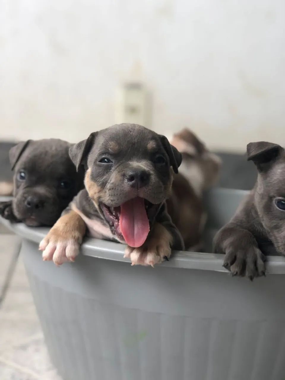 American Bully  - Foto 3