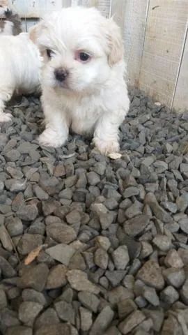 Lhasa Apso Femea Seu Novo Melhor Amigo: Filhotes com Garantia e Vacinas Importadas!