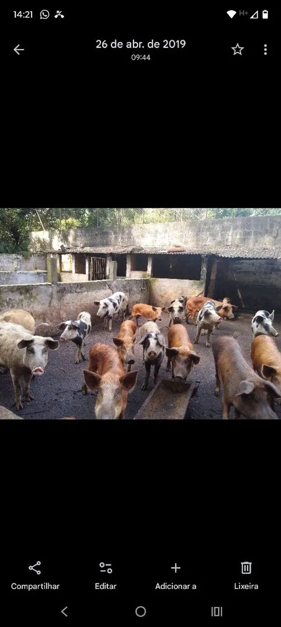 Porcos caipira - Foto 2