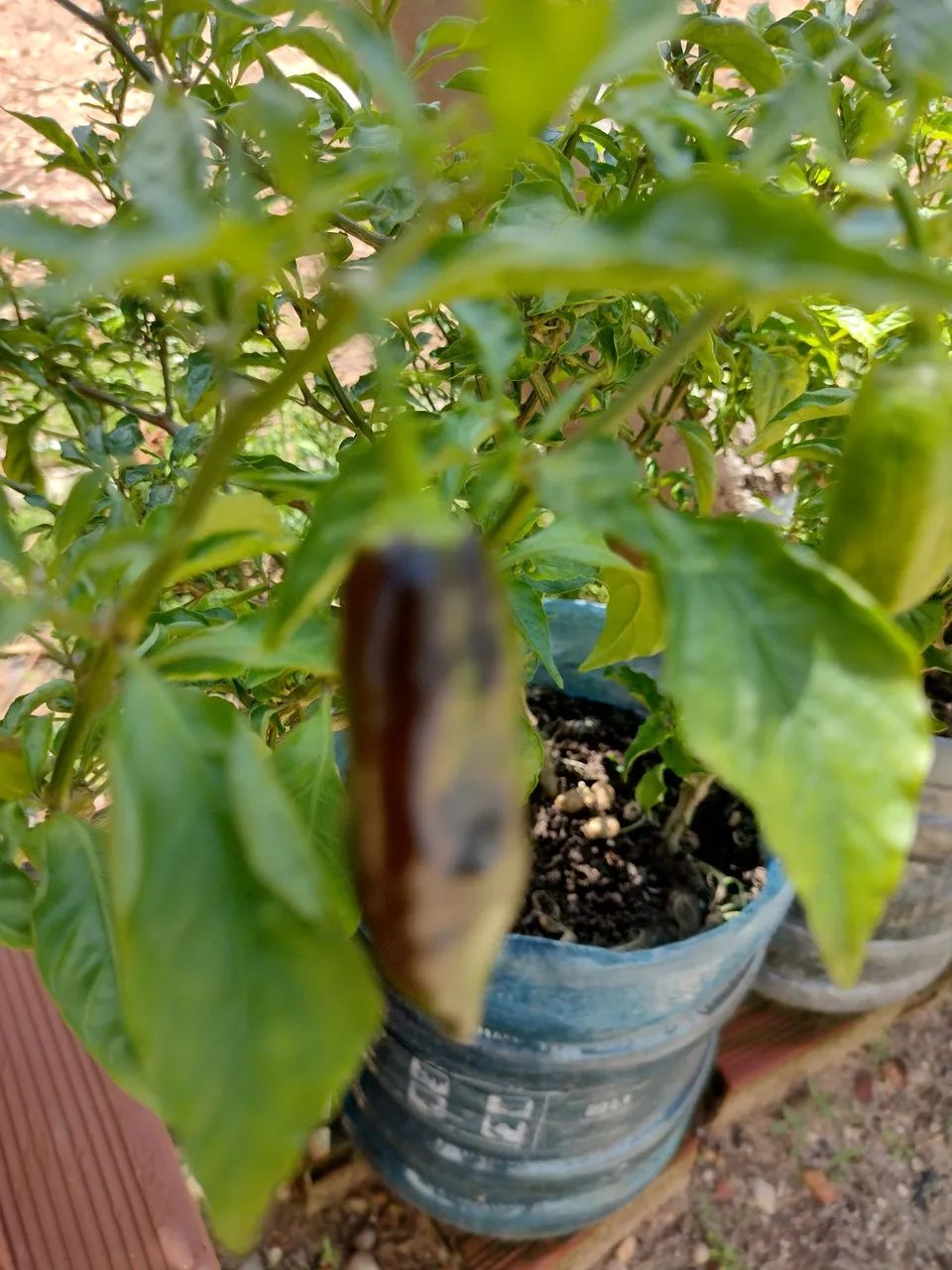 Muda de pimenta chocolate  - Foto 4