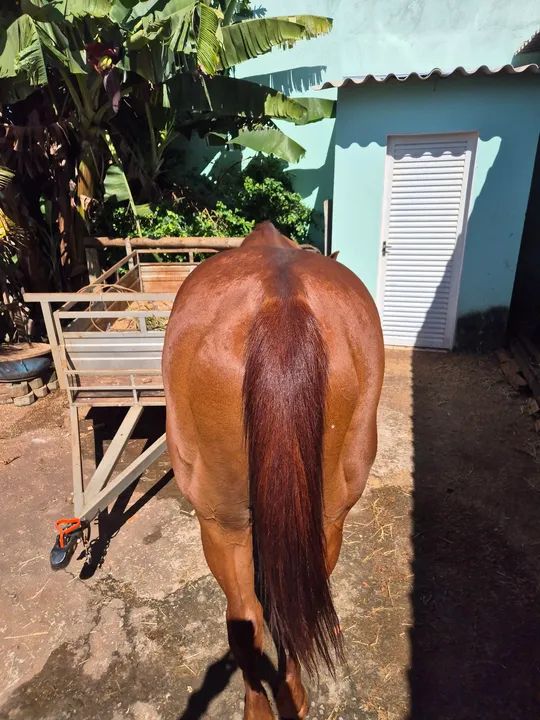 Cavalo PSI top - Foto 3