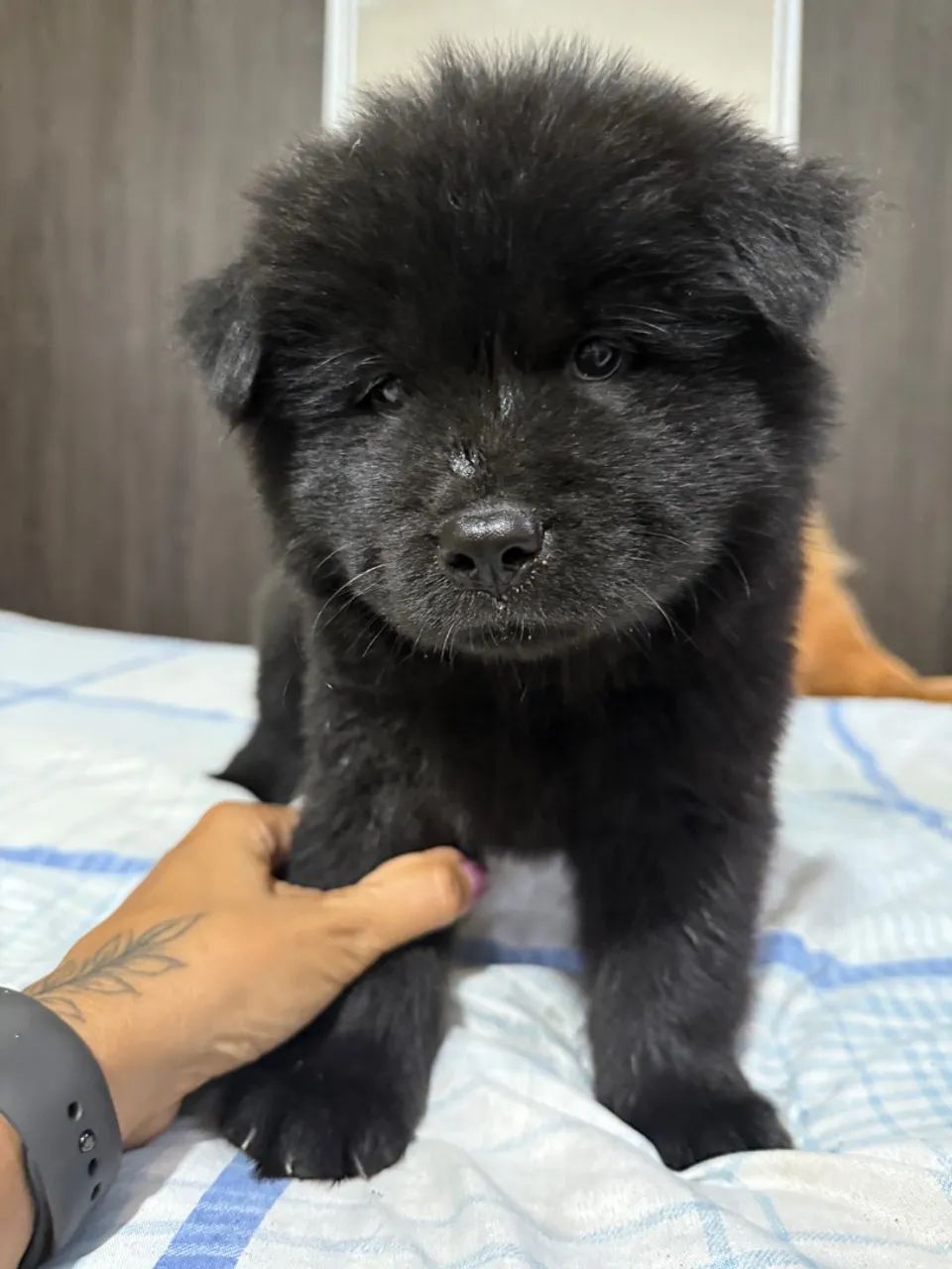 Filhotes de chow-chow 2 femias - Foto 4