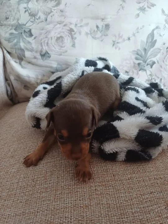  Vendo Filhote de Pinscher - Foto 3