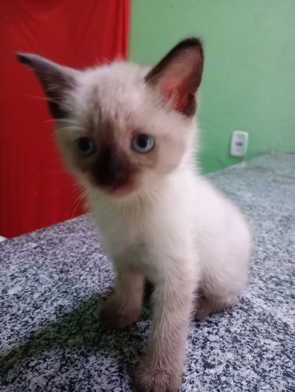 Filhote de Gato Siamês para Adoção