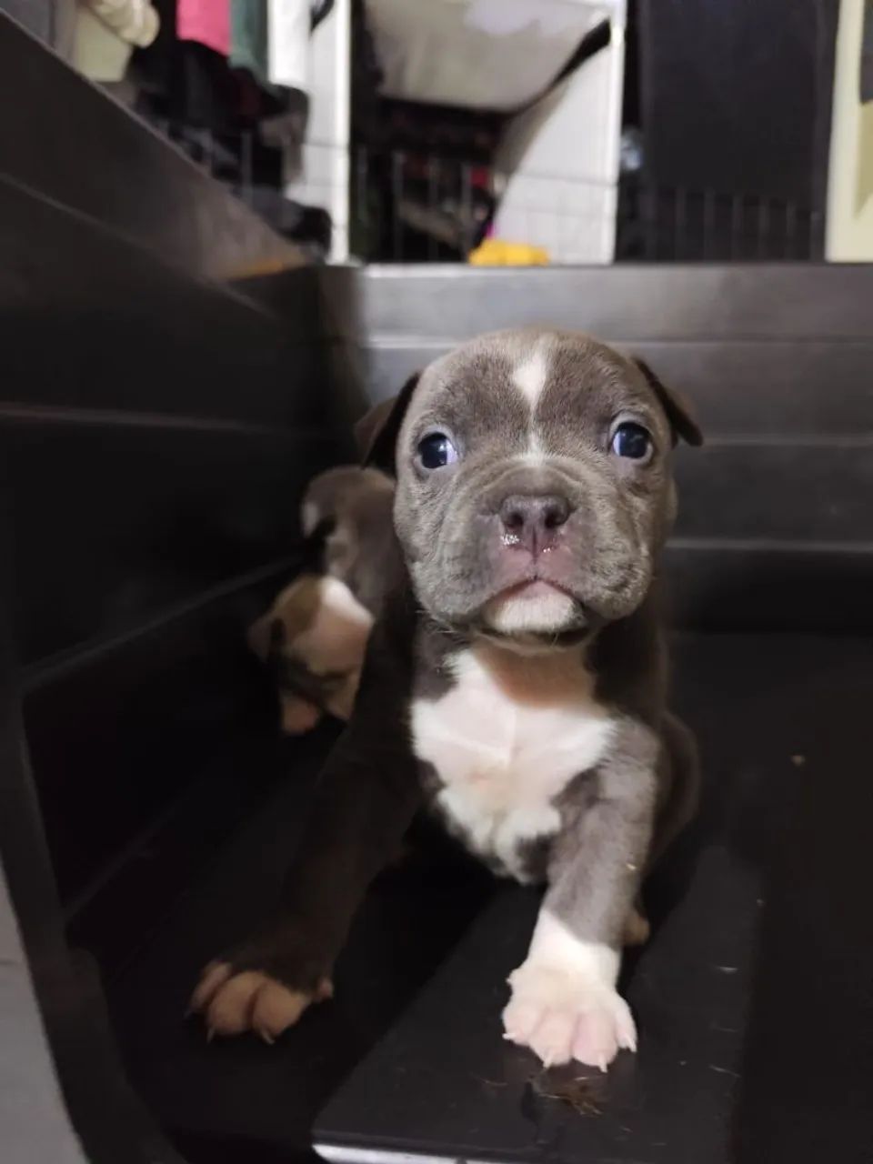 American Bully  - Foto 5