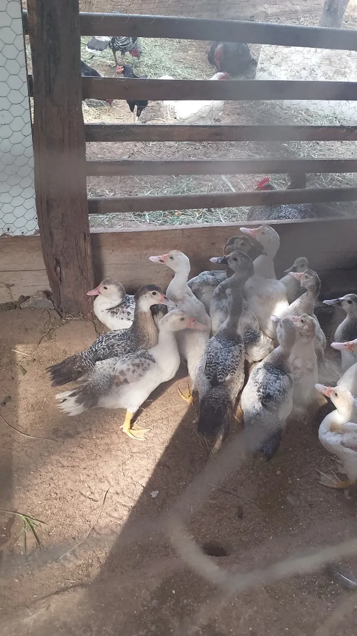 Patos